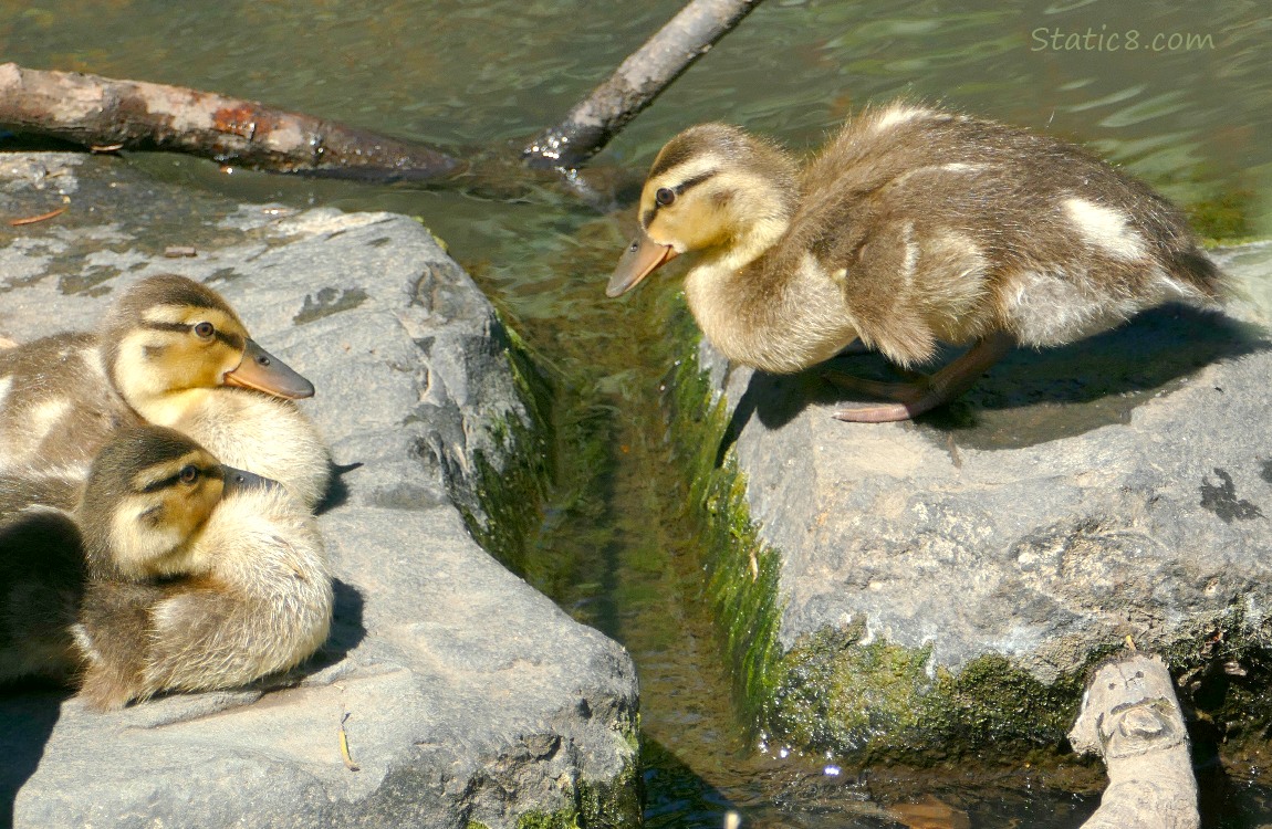 One duckling about to jump to the rock with two duckling sitting