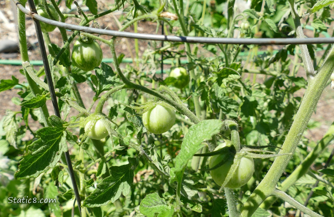 Small green tomatoes growing on the vine