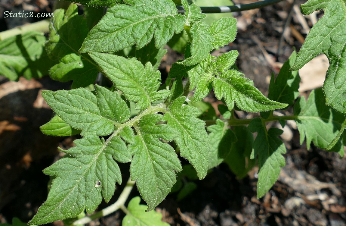 Close up of tomato leaves