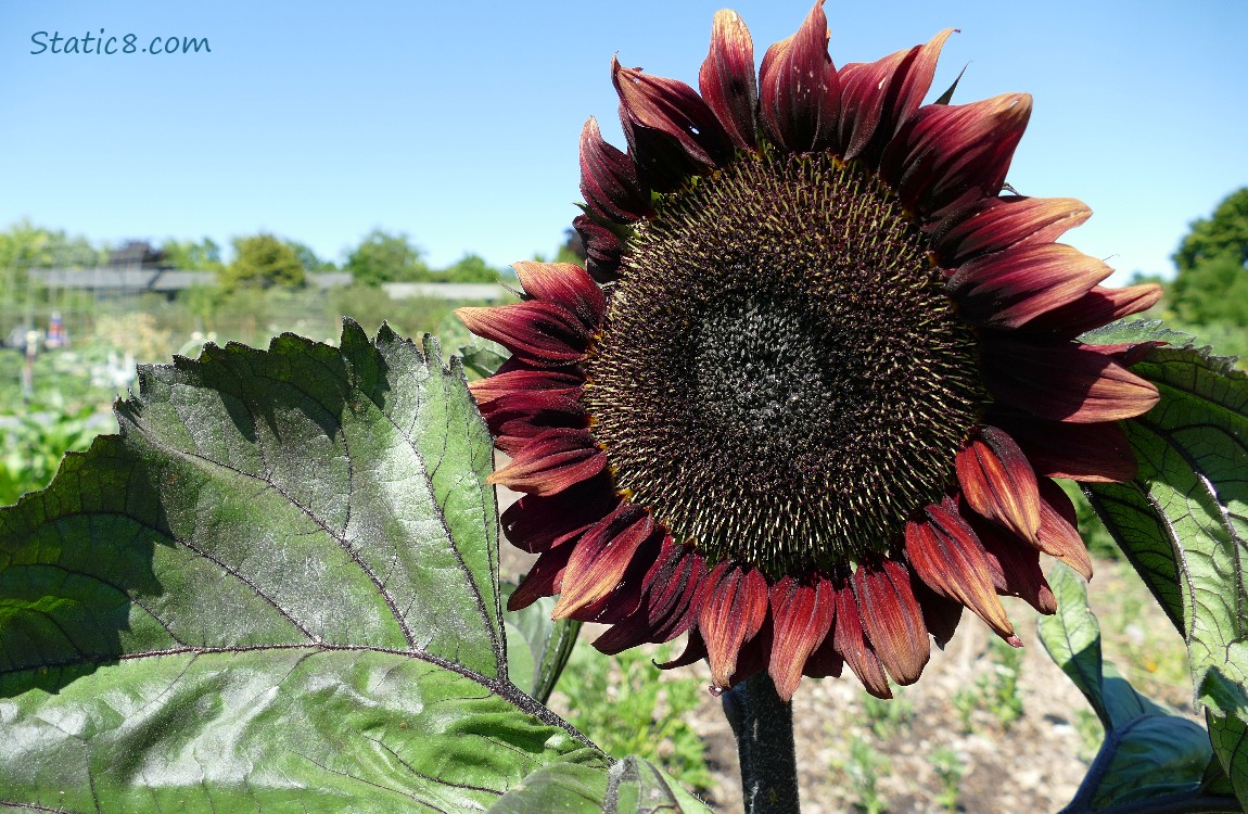 Red sunflower bloom against the blue sky