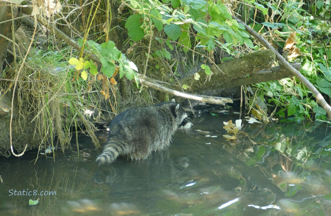 Young Raccoon walking in shallow water next to the bank of the creek