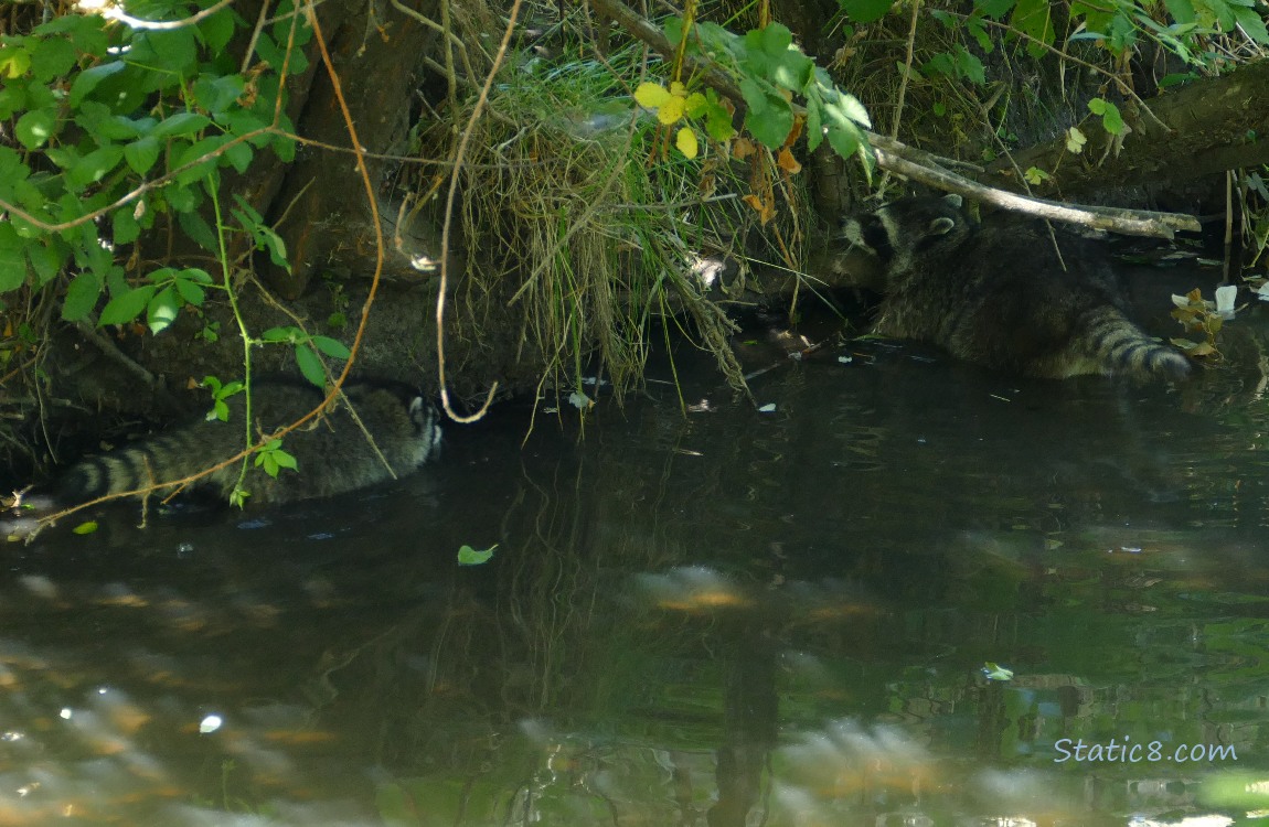 Young Raccoons walking in the shallow water next to the creek bank