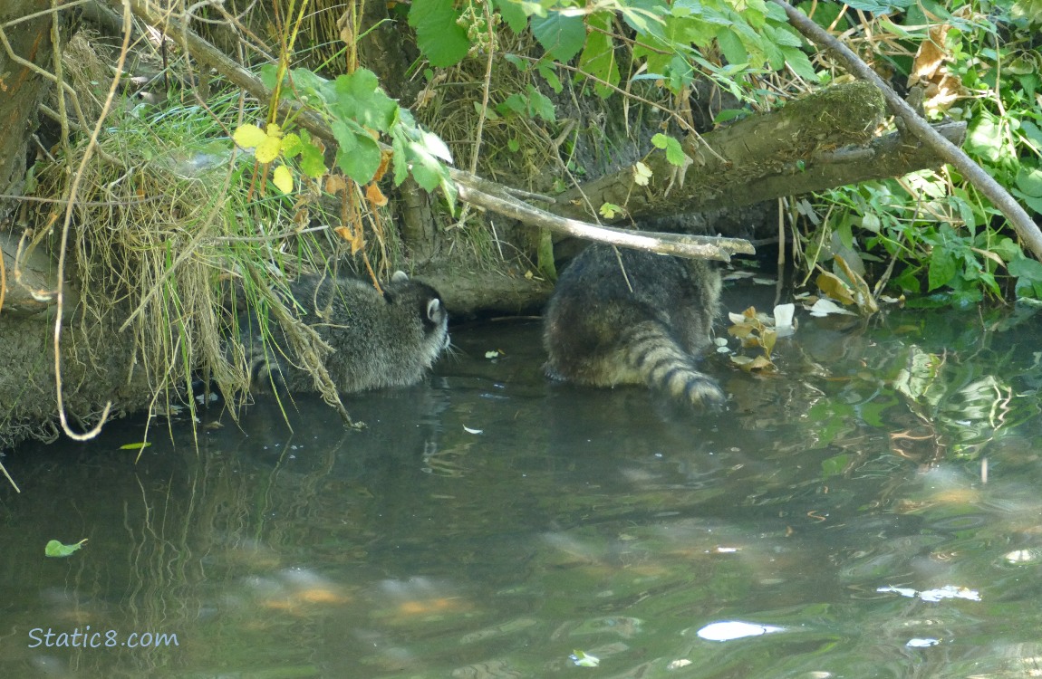 Young Raccoons walking in the shallow water next to the creek bank