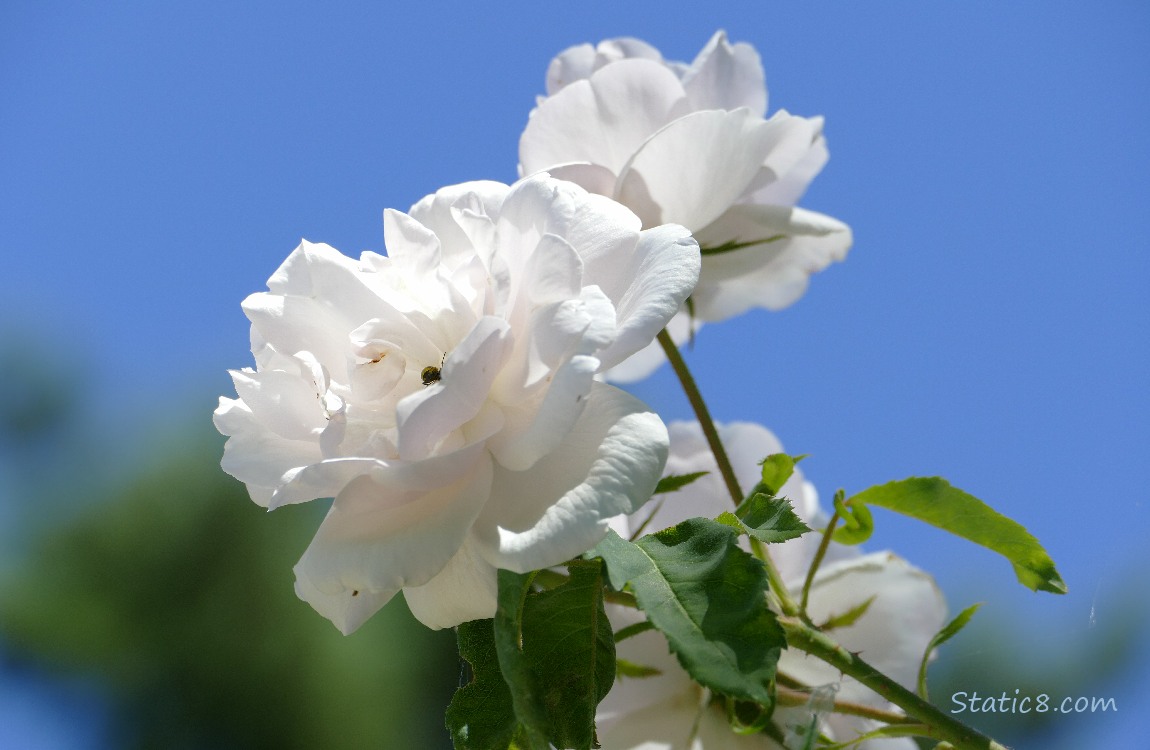 Pale pink roses in front of the blue sky