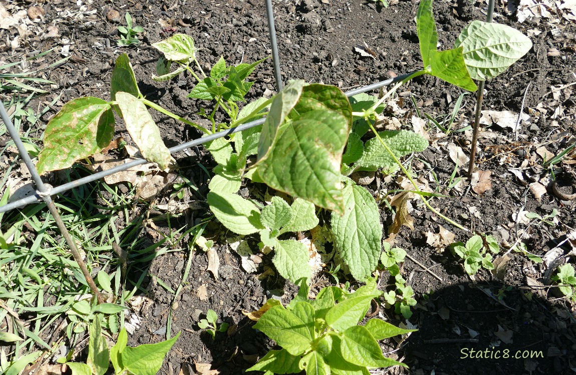 Bean plants under a wire trellis