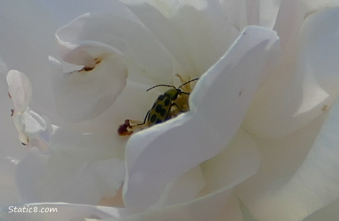 Cucumber Beetle in the center of the rose