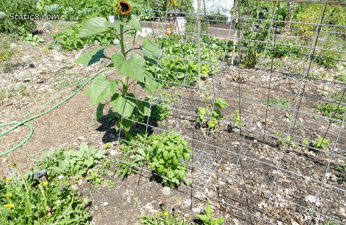 Garden plot
