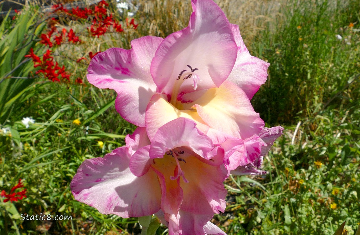 Close up of pink Gladiolus blooms