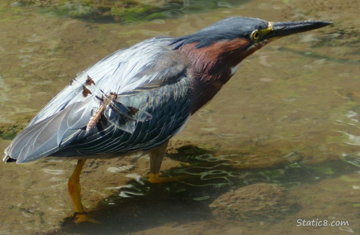 Green Heron with a dragonfly standing on her body