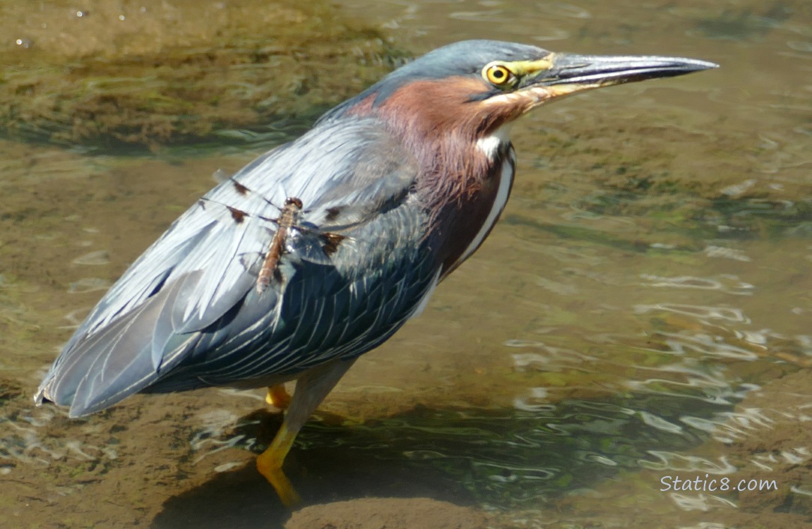 Green Heron with a dragonfly sitting on her back