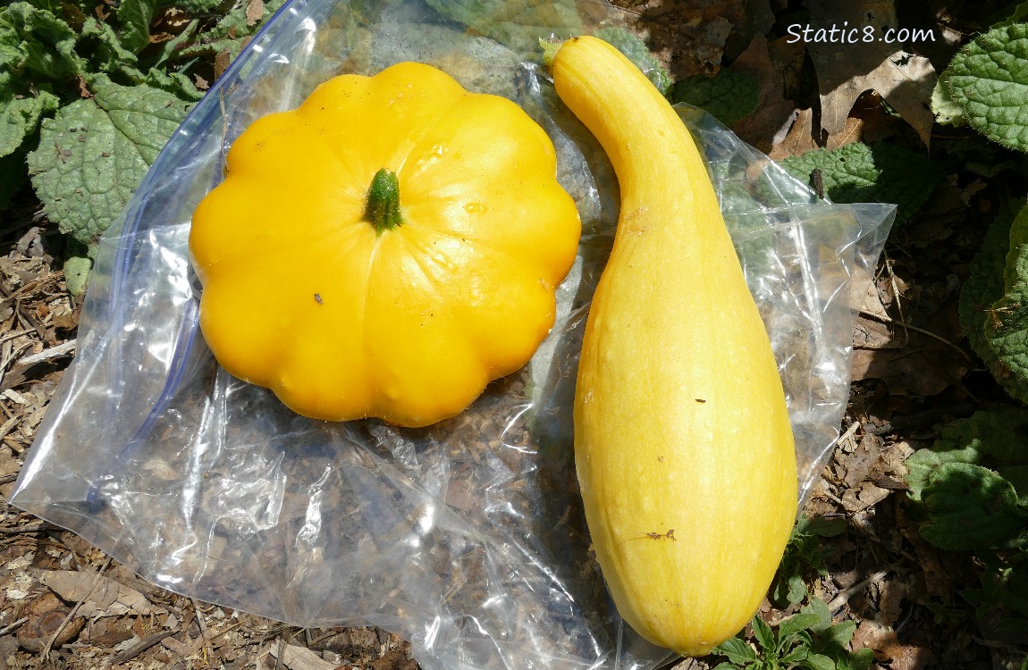 Harvested yellow squashes laying on a ziplock bag on the ground