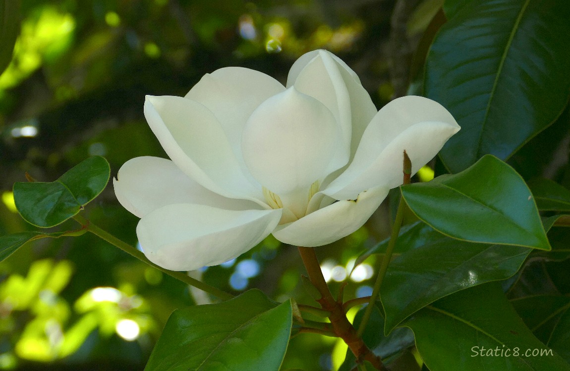 Magnolia bloom in a tree