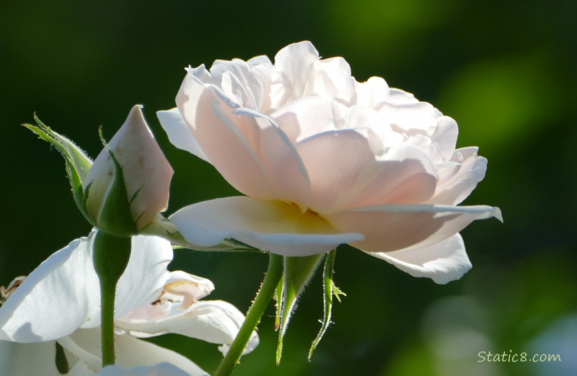 Delicate pink rose bloom