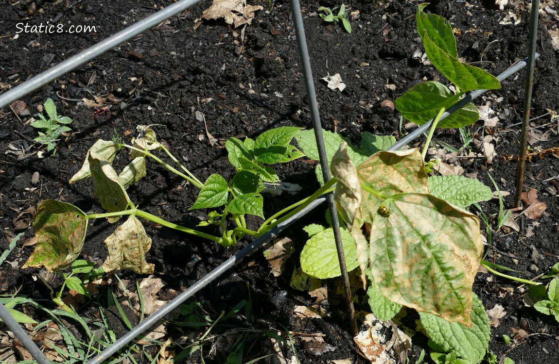 Bean plant with sun scorched leaves