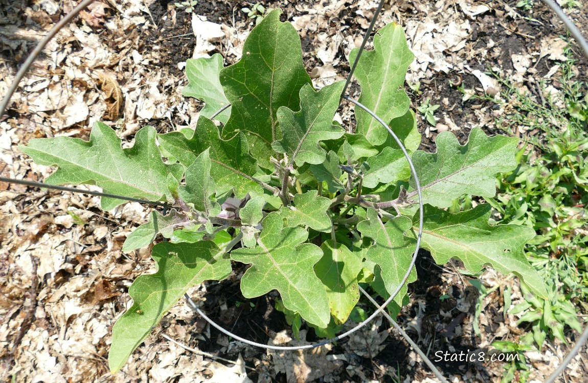 Looking down at a small Eggplant growing in the ground
