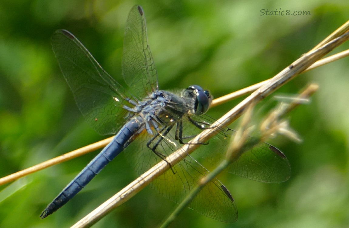 Dragonfly standing on a stalk of grass