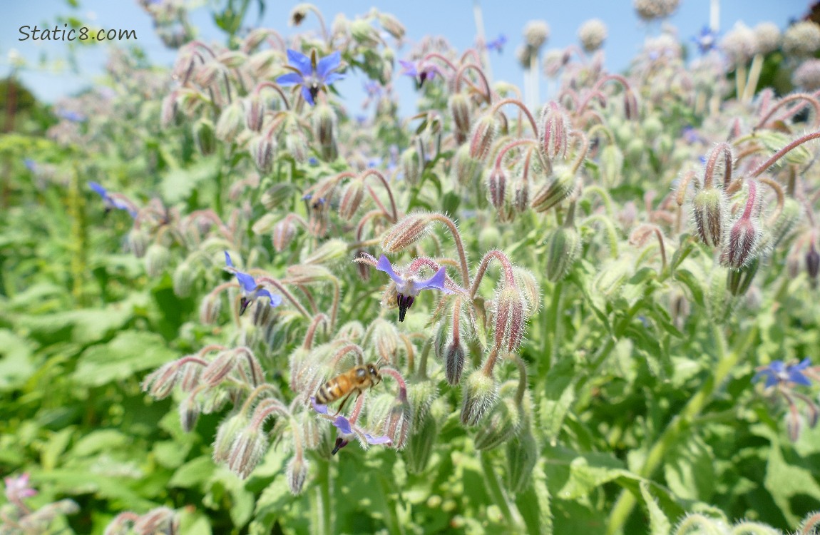 Borage blooms with a honey bee flying
