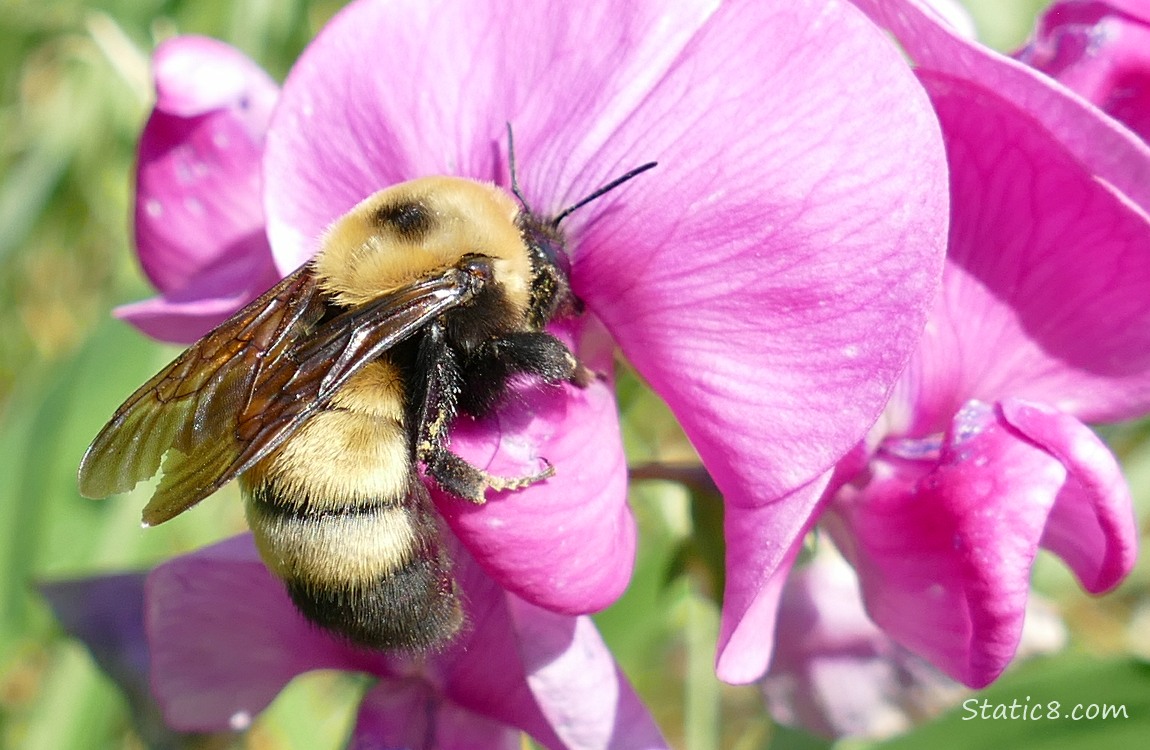 Bumblebee on a bright pink Sweet Pea bloom