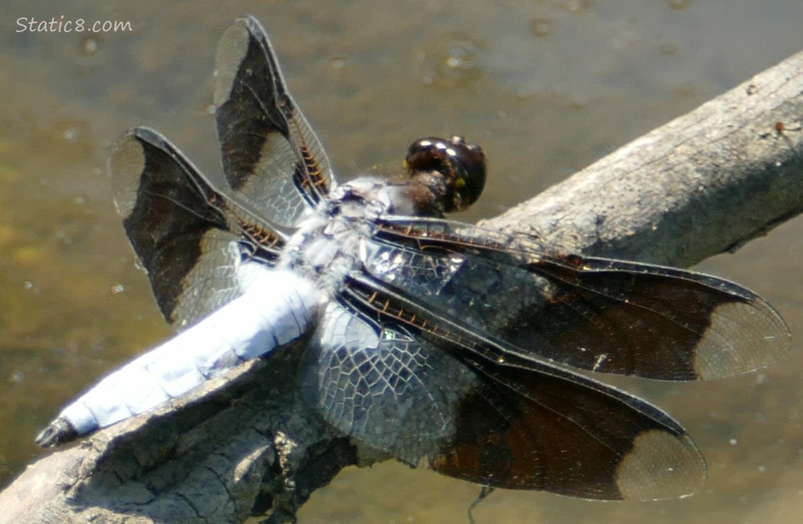 Common Whitetail dragonfly sitting on a stick