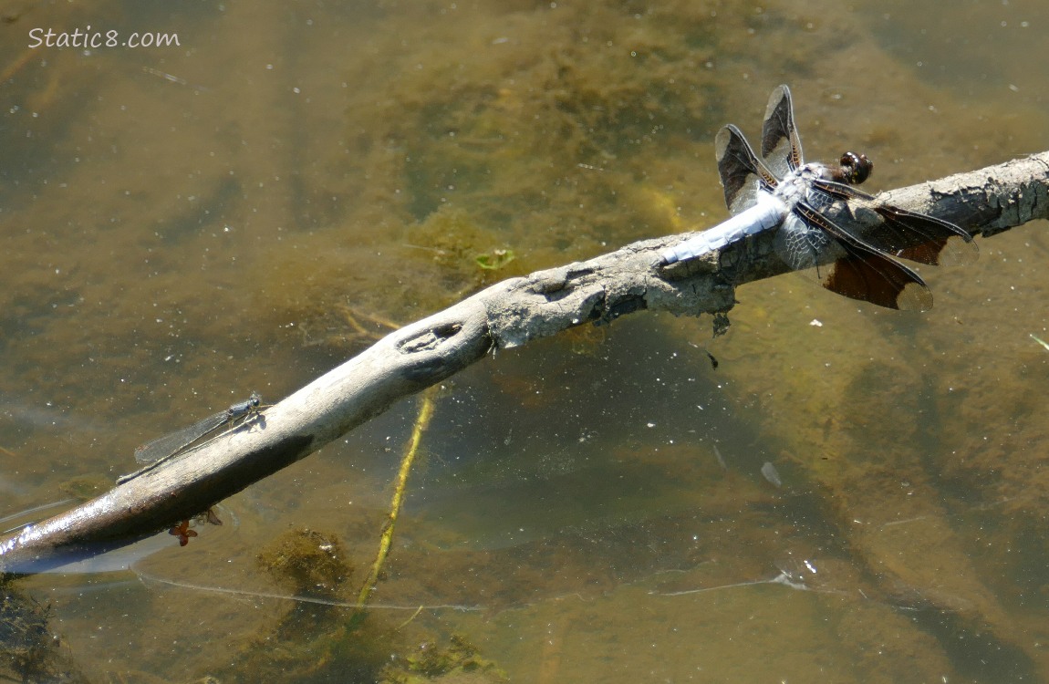 Damselfly and Dragonfly sitting on a stick over the water