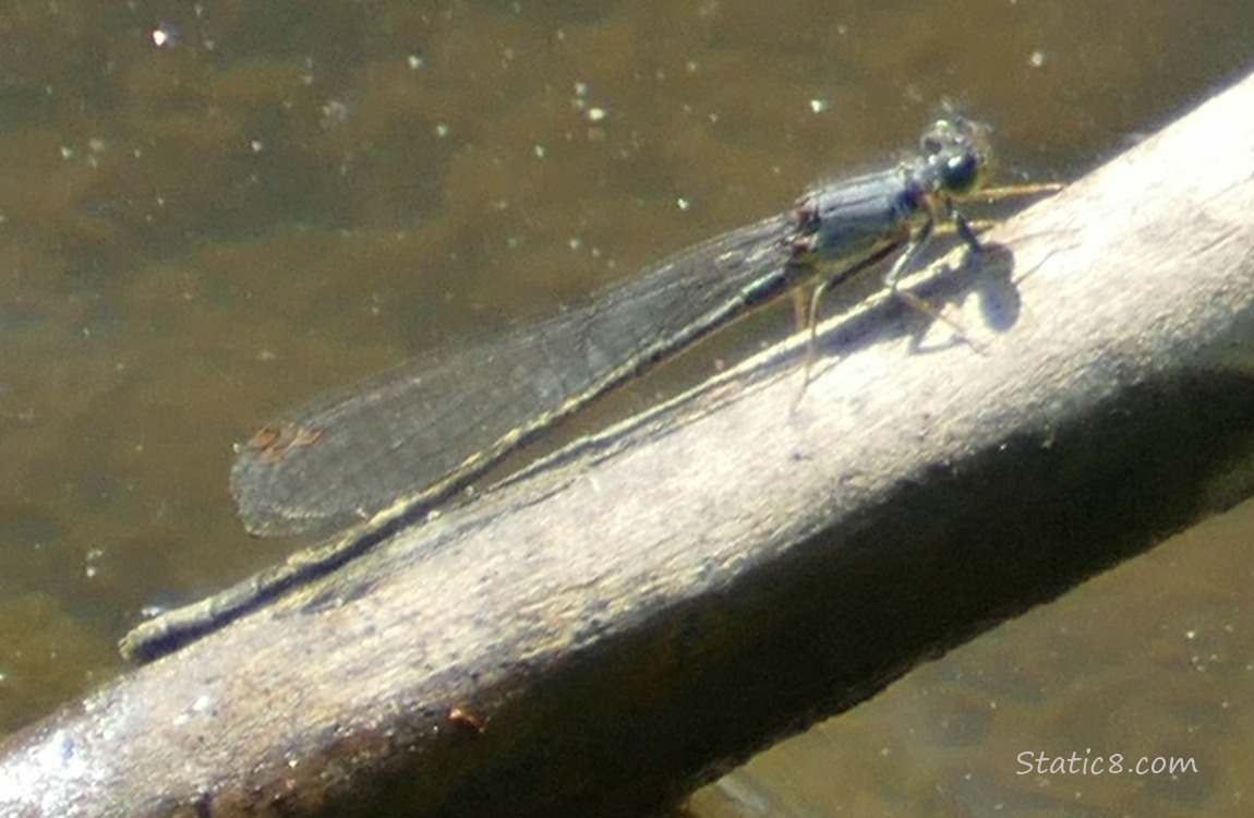 Damselfly sitting on a stick over the water