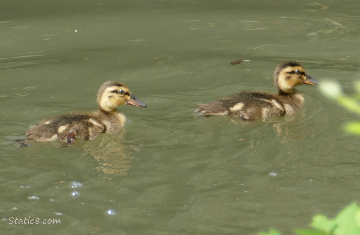 Ducklings paddling on the water