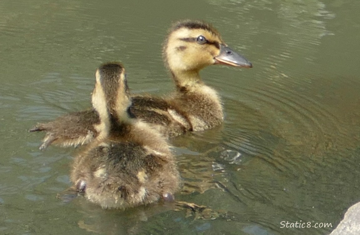 Ducklings paddling on the water