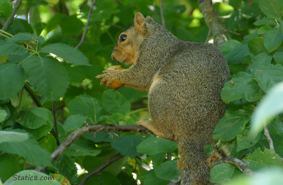 Squirrel sitting in a tree with a fruit in her hands