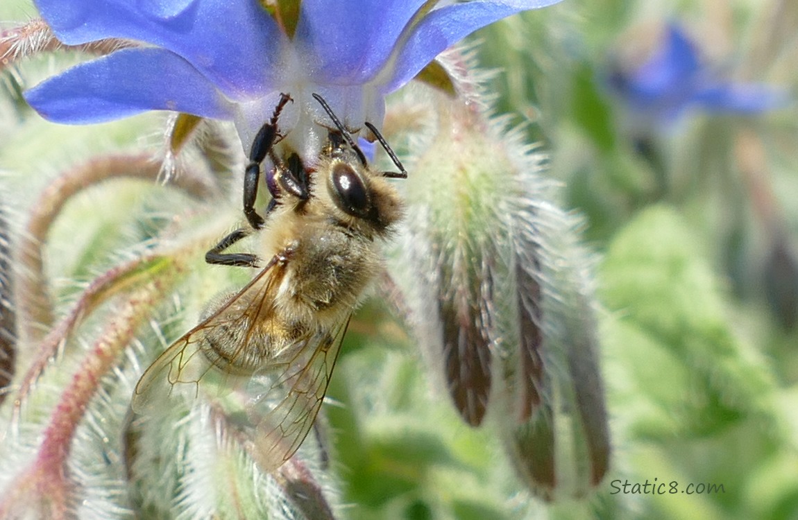 Honey Bee hanging from a Borage blossom