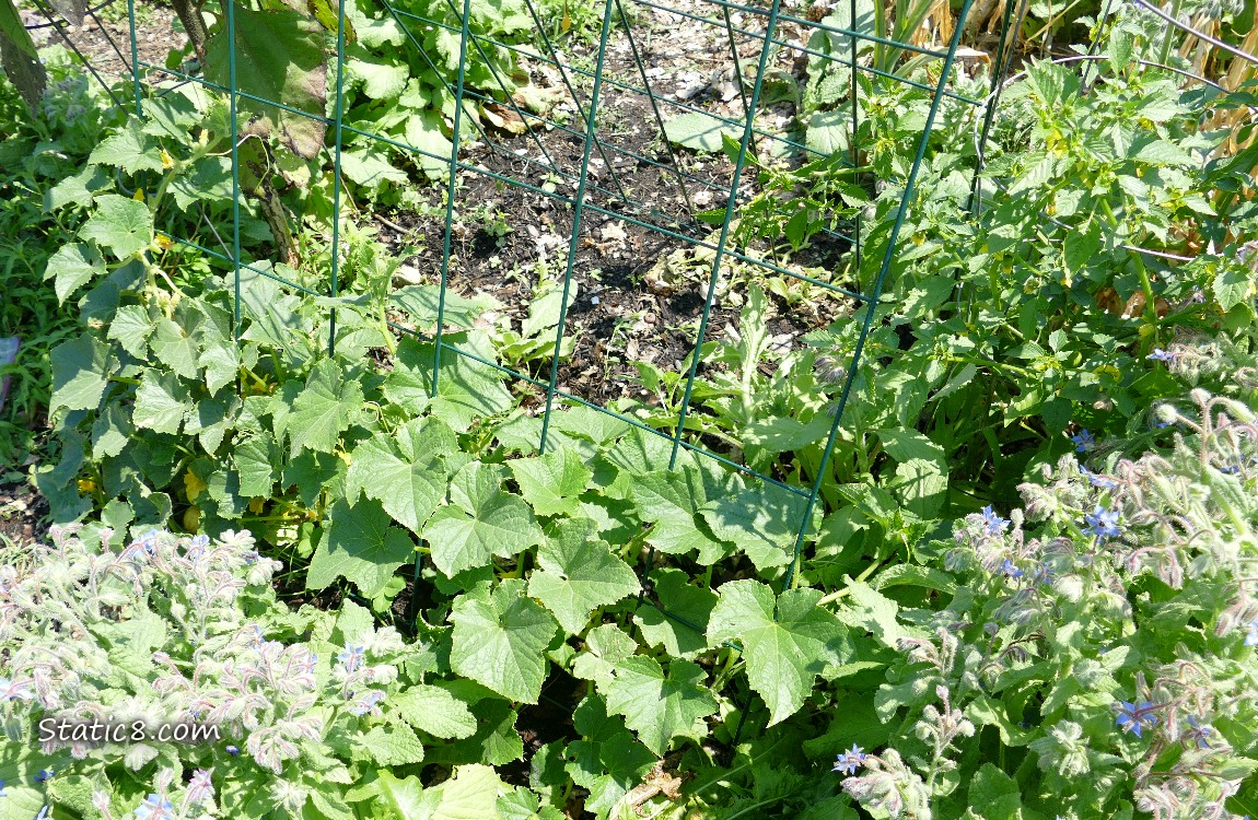 Cucmber plants on a wire trellis