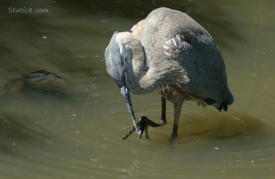 Great Blue Heron scratching foot with beak