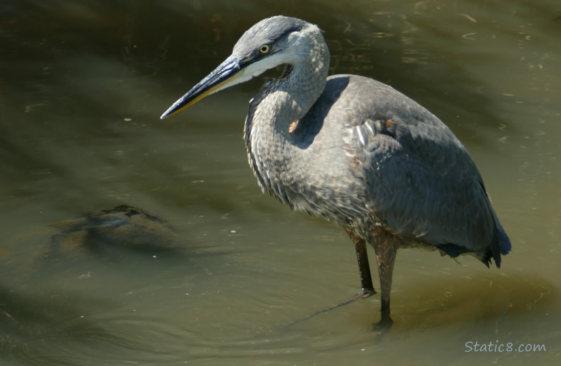 Great Blue Heron standing in shallow water