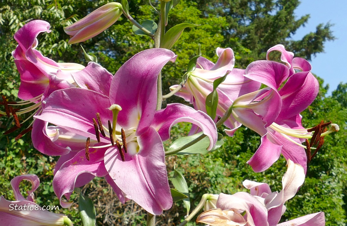 Pink Lily blooms