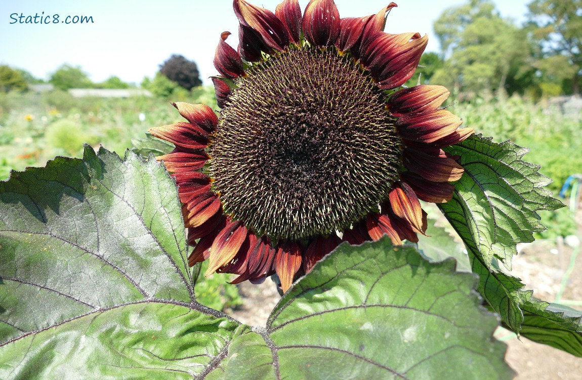 Red sunflower bloom
