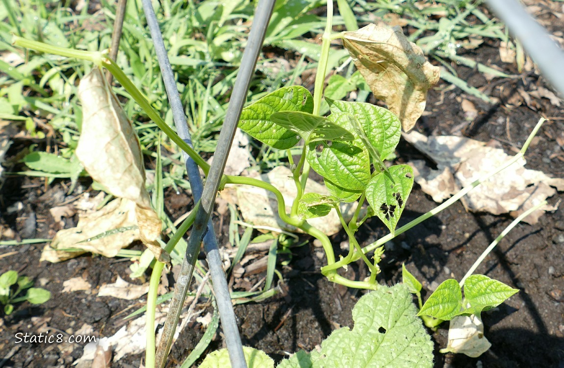 Bean plant under a wire trellis