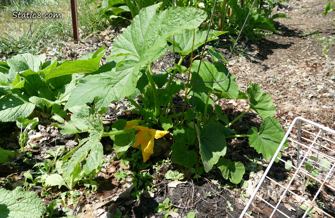 Squash plant with a bloom under its leaves