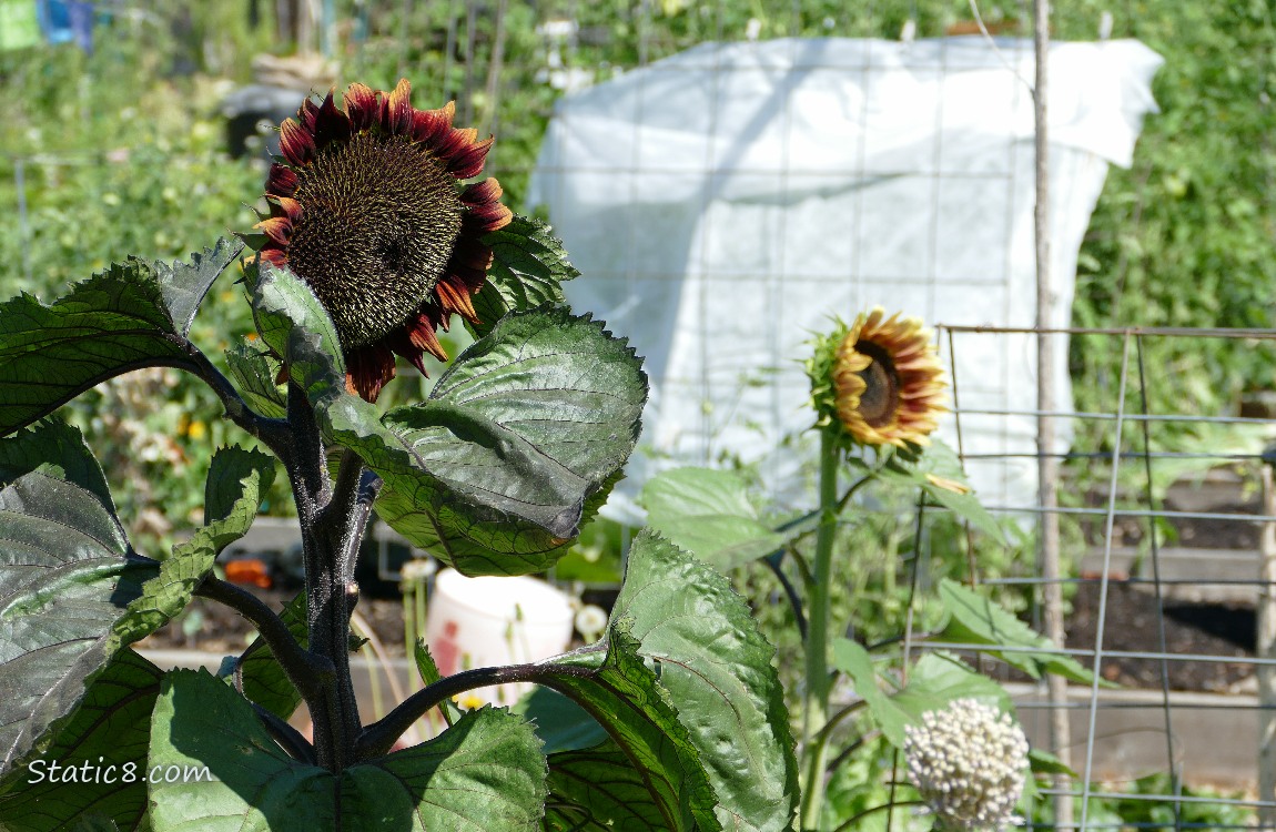 Two sunflower blooms in a garden plot