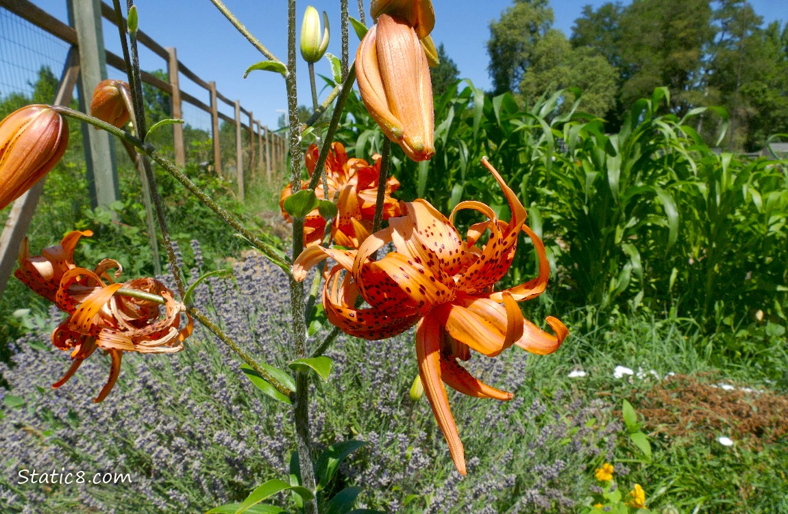 Tiger Lily blooms in front of other garden plants