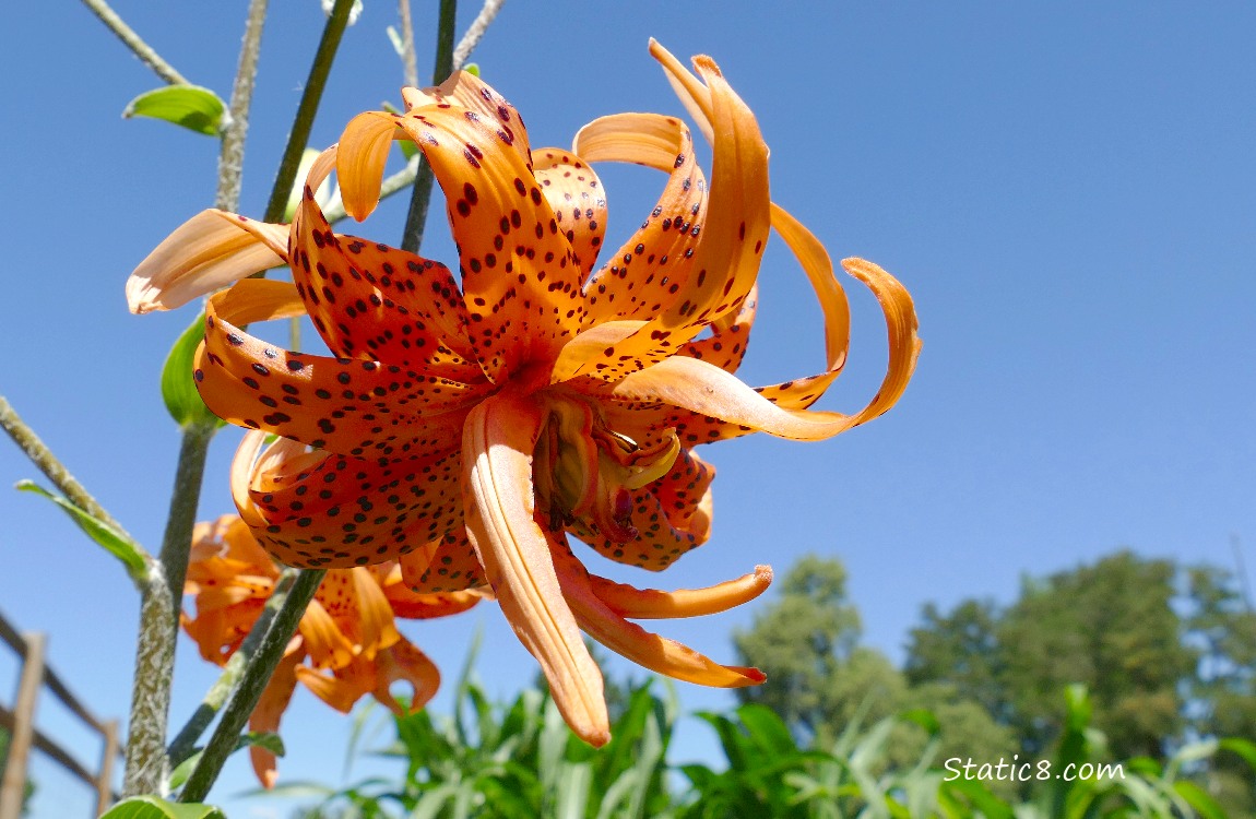 Tiger Lily blooms and the blue sky