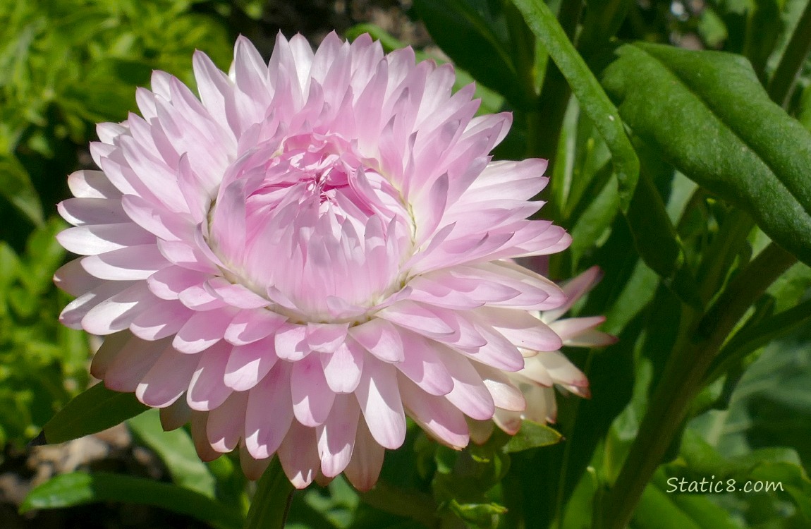 Pink Zinnia bloom