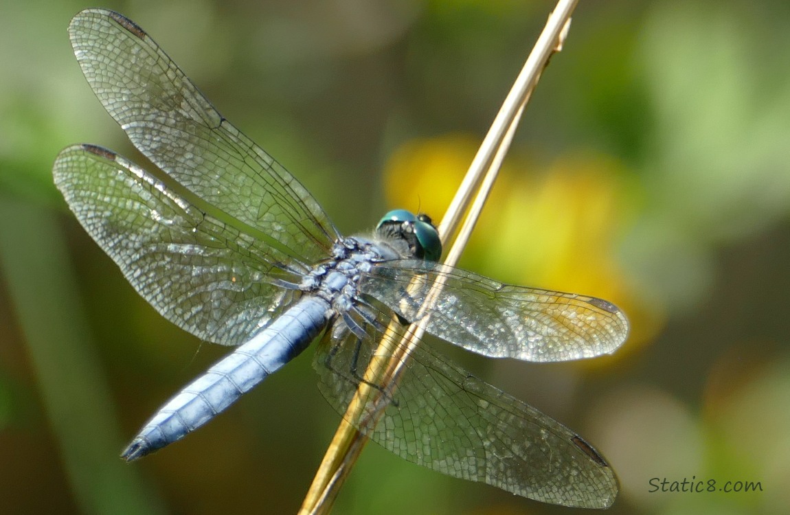 Dragonfly standing on a blade of grass
