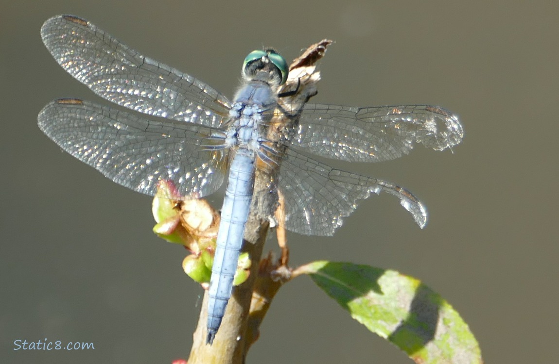 Dragonfly standing on a stick