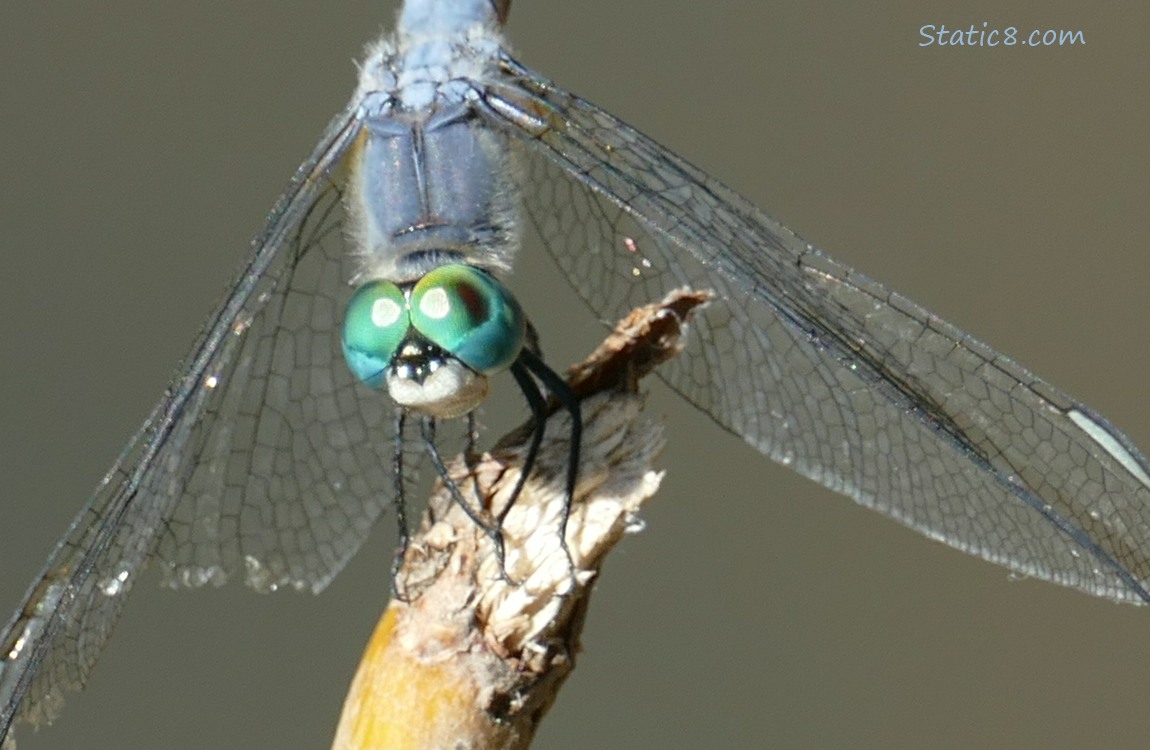 Blue Dasher face