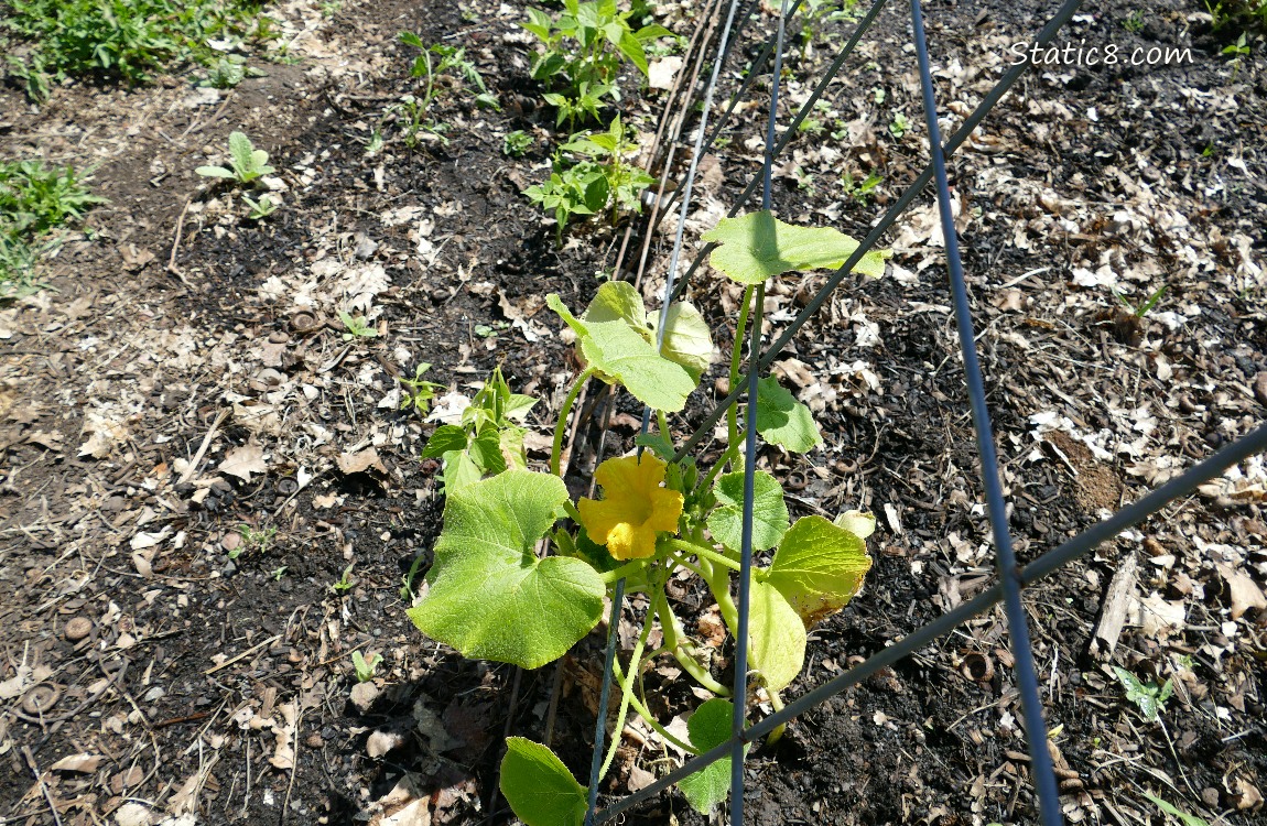 Squash plant growing under a wire trellis