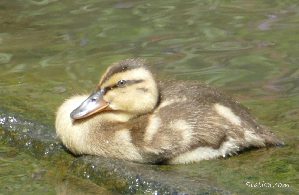 Duckling sitting on a rock in the water