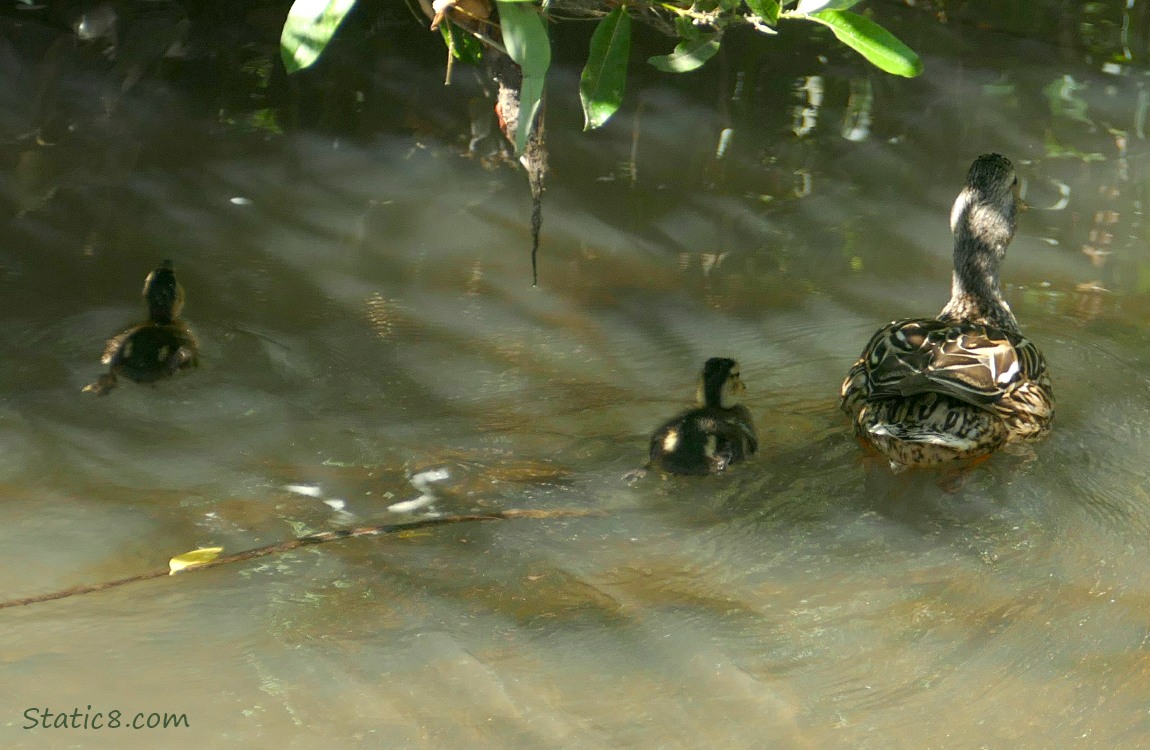 Mama Mallard with two ducklings paddling away on the water