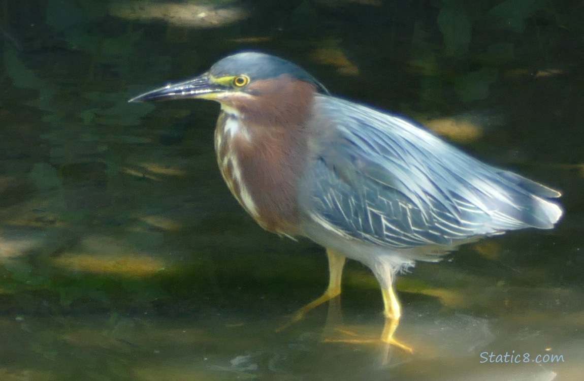 Green Heron standing in shallow water