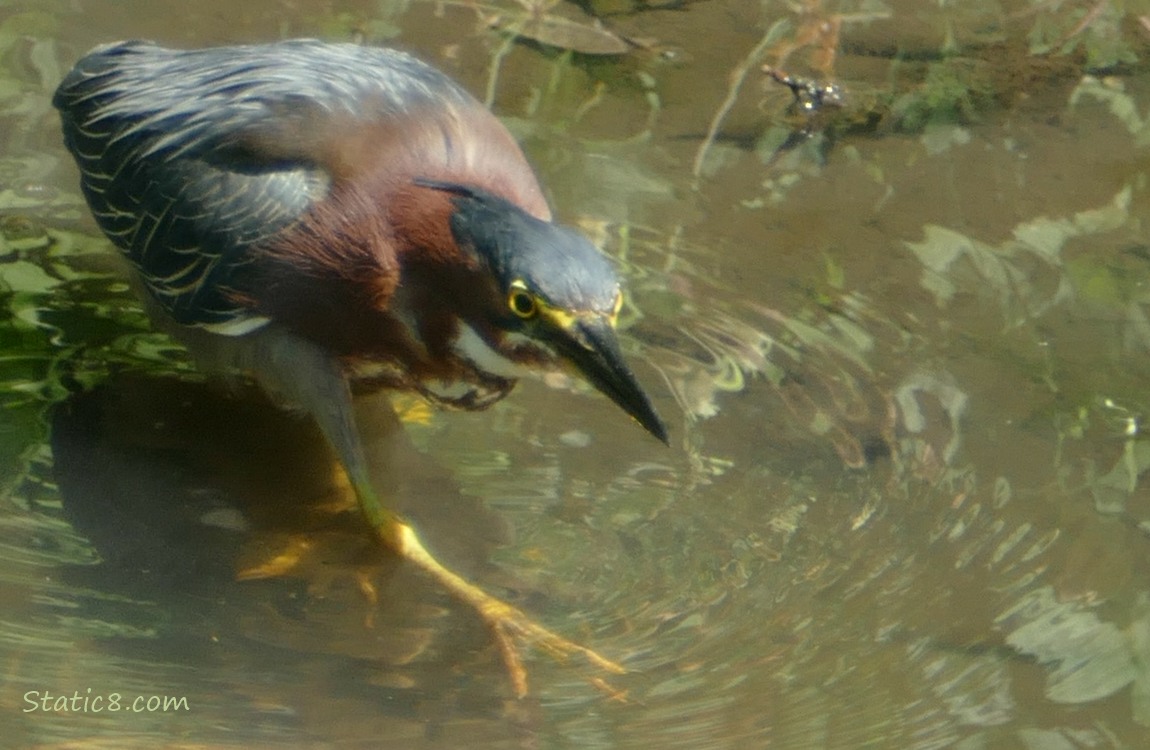 Green Heron hunting in shallow water