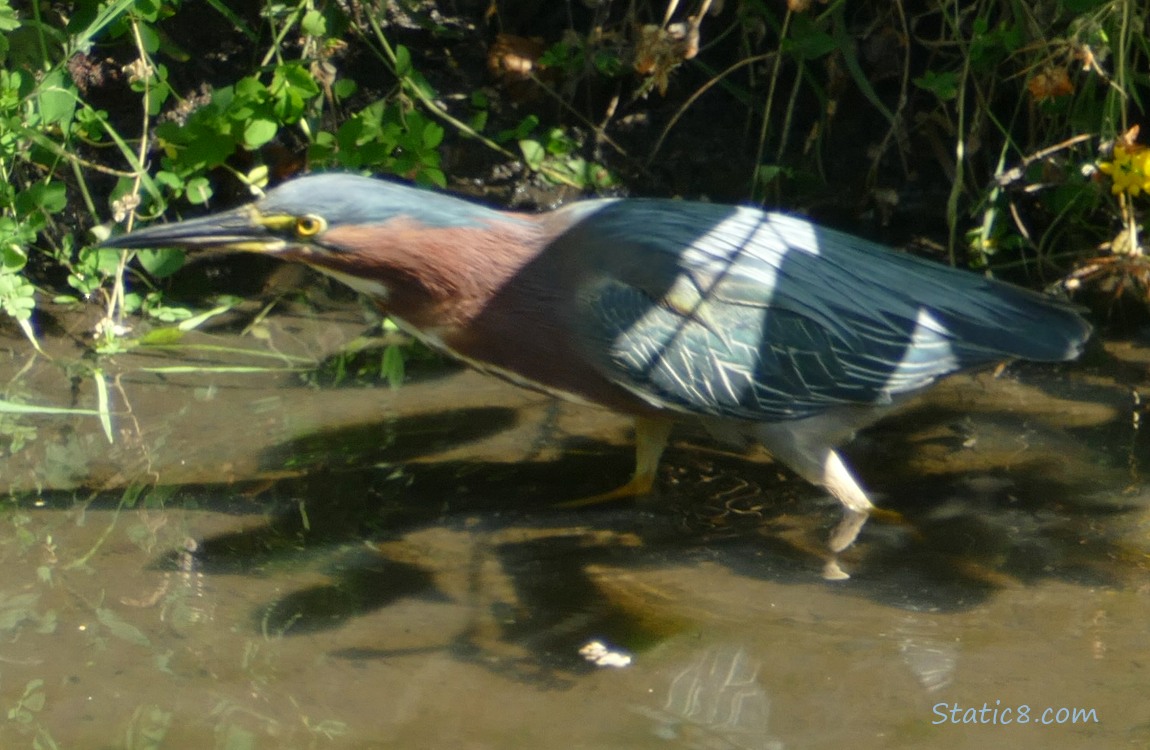 Green Heron hunting near the bank of the creek