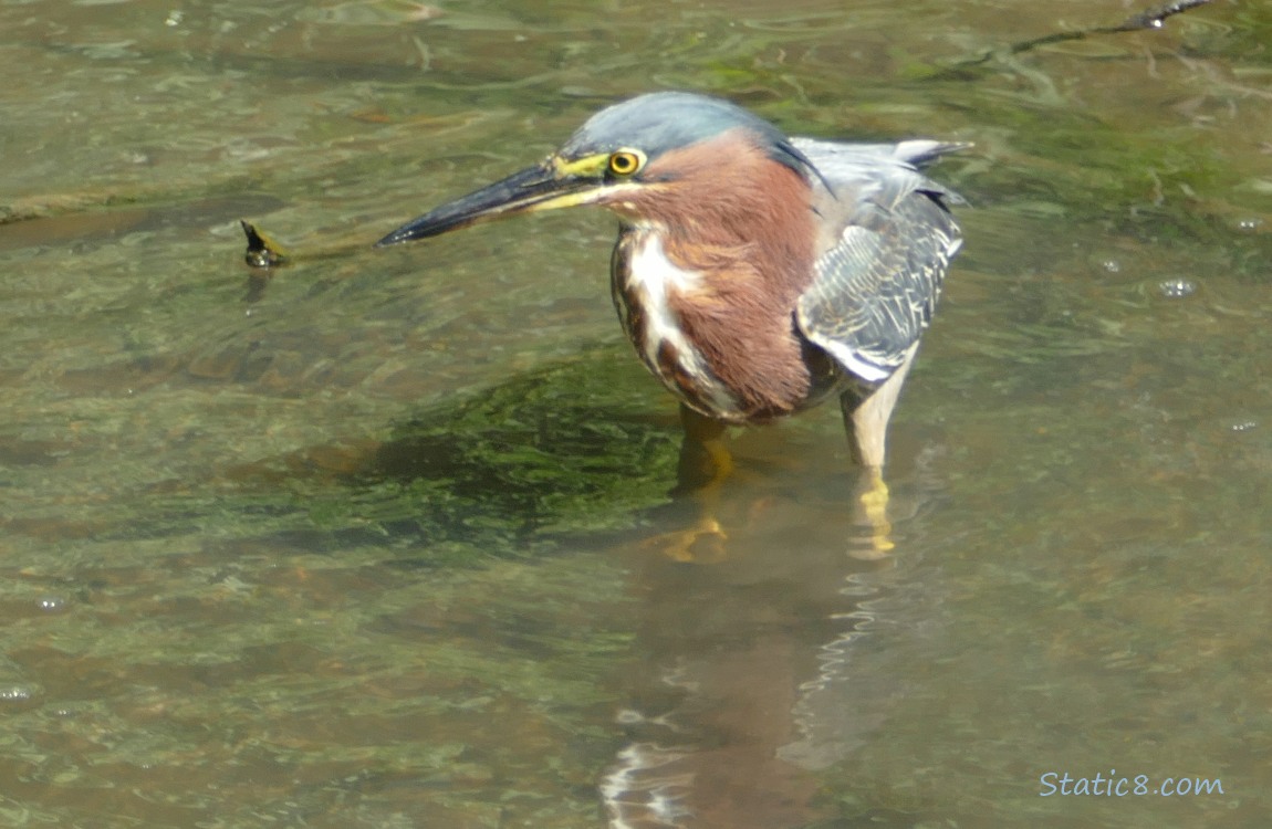 Green Heron standing in shallow water